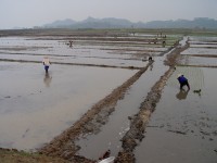 NinhBinh