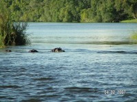 Hroši na Zambezi, jsou jednou z atrakcí.