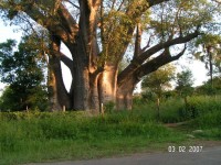 Tisíciletý strom. Zimbabwe.