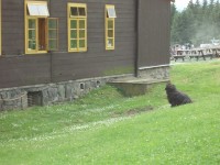 ten samý pesan čekající pod oknem kuchyně na nějaký kus žrádla