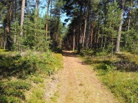 cesta borovým lesem
