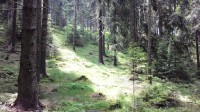lesy Lužických hor