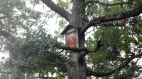obrázek sv.Eustacha v koruně stromu