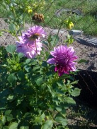 fotka uživatele Hadanka