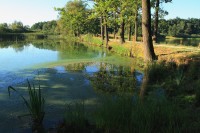 vodňanské rybníky 