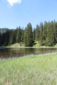 Obersee, smrky na západním břehu