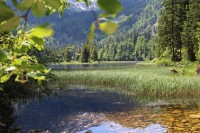 Obersee, místo odtoku potoka Seebach