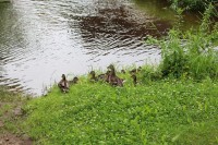 Kachní rodinka na břehu řeky