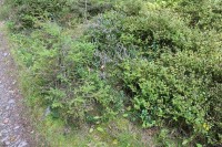 Vysoký hřbet, Calluna vulgaris - vřes obecný