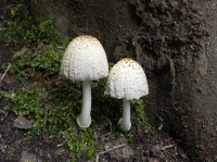 Komorní Hůrka, houby