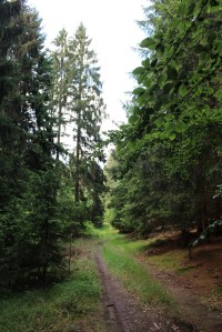Úliště, lesní cesta