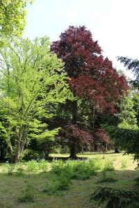 Arboretum, červenolistý buk