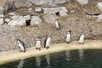Zoo Plzeň, tučňáci