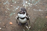 Zoo Plzeň, tučňák pozující
