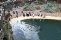 Zoo Plzeň, skupina tučňáků