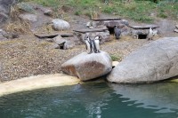 Zoo Plzeň, skupina tučňáků