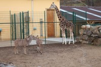Zoo, žirafa a antilopy