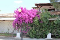 San Teodoro, bougainvillea