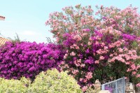 San Teodoro, bougainvillea a oleandr