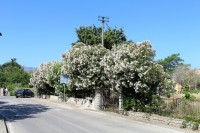 San Teodoro, kvetoucí oleandry