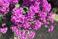 San Teodoro, bougainvillea