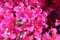 San Teodoro, bougainvillea