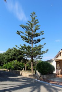 San Teodoro, araucaria