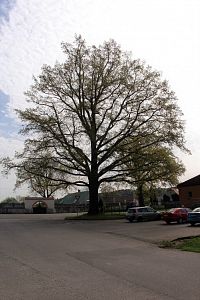 Starý strom nedaleko kaple