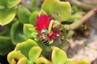 Květ kosmatce a včela