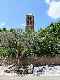 Olivovník a věž kostela