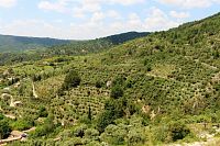 Pohled na olivovníkové sady