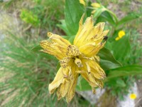 Gentiana lutea - hořec