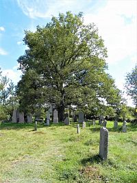 Jeden ze starých stromů na hřbitově