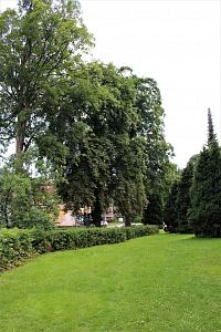 Stromy v okolí kostela
