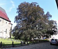 Jihlava, památný strom na Jakubském náměstí.