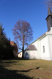 Lípa při jižní straně kostela