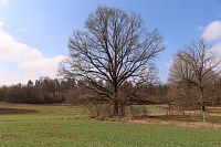 Dub v okolí Čertova kamene