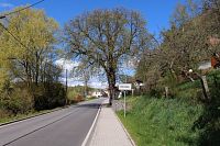 Jírovec maďal u kaple