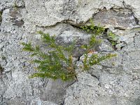 Tis rostoucí ve zdi pod pomníkem