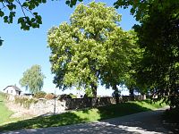 Kaštan u vchodu na hřbitov