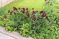 Kosatce před zámkem