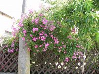 Moc hezká růžička