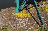 Rozchodník prudký -Sedum acre