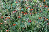 Jestřabník - Hieracium aurantiacum