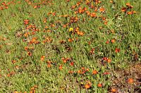 Jestřábník rudokvětý