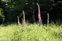 Náprstníky červené