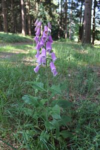 Náprstník červený