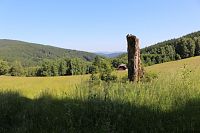 Torzo starého stromu