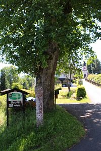 Lípa a křížek u kamene dotyků