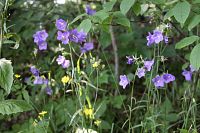 Zvonek broskvolistý